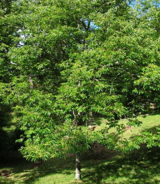 Diospyros lotus